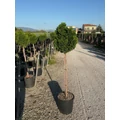 Hinoki hamisciprus   CHAMAECYPARIS OBTUSA NANA GRACILIS T1/2 K15