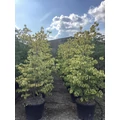Virágos som   CORNUS FLORIDA RAINBOW K90