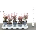 Japán vérborbolya BERBERIS THUNBERGII ATROPURPUREA 20CM CS12