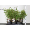  Bambusz FARGESIA RUFA
