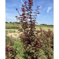 Japán juhar ACER PALMATUM ATROPURPUREUM 100/125*