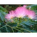 Selyemakác ALBIZIA JULIBRISSIN OMBRELLA K3