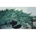 Kék kúszó boróka  JUNIPERUS HORIZONTALIS BLUE CHIP 40/+ K10