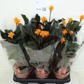 Sáfrányos zebralevél CALATHEA FAJTÁK CS14