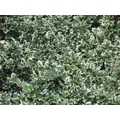 Repkény kecskerágó   EUONYMUS FORTUNEI EMERALD'N GAIETY 20CM CS12