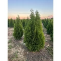 Smaragd tuja THUJA OCCIDENTALIS SMARAGD 60/80 NYÍRT*
