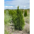 Smaragd tuja THUJA OCCIDENTALIS SMARAGD 60/80 NYÍRT*