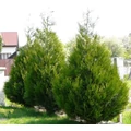Óriás tuja THUJA PLICATA ATROVIRENS 125/150*