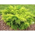 Arany terülő boróka  JUNIPERUS X PFITZERIANA OLD GOLD T1/2 K14