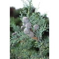 Oszlopos, kék arizoniai ciprus CUPRESSUS ARIZONICA FASTIGIATA GÖMB 50/60 K45