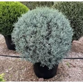 Oszlopos, kék arizoniai ciprus CUPRESSUS ARIZONICA FASTIGIATA GÖMB 50/60 K45