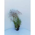 Buglyos fátyolvirág GYPSOPHILA PANICULATA CS15 