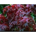 Japán juhar   ACER PALMATUM ATROPURPUREUM 40/60 K3