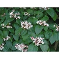 Végzetfa CLERODENDRON TRICHOTOMUM 20/25 CS17