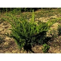 Terülő boróka JUNIPERUS MEDIA MINT JULEP 20/40*