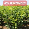 Kereklevelű babérmeggy PRUNUS LAUROCERASUS ROTUNDIFOLIA 80/100*