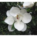 Örökzöld liliomfa   MAGNOLIA GRANDIFLORA FERRUGINEA T1/2 K25