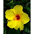 Kínai hibiszkusz  HIBISCUS FAJTÁK CS17