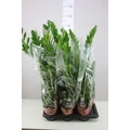 Agglegénypálma ZAMIOCULCAS ZAMIIFOLIA 5+ CS17