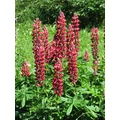 Csillagfürt FAJTÁK LUPINUS FAJTÁK CS17