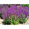 Ligeti zsálya SALVIA NEMOROSA SENSATION BRIGHT ROSE K2