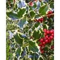 Közönséges magyal   ILEX AQUIFOLIUM ARGENTEOMARGINATA KÚP 200/250 K110