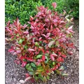 Örökzöld korallberkenye   PHOTINIA FRASERI LITTLE RED ROBIN T1/4 EXTRA K10