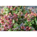 Fürtös hanga   LEUCOTHOE AXILLARIS CURLY RED 20/25 CS17