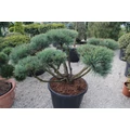 Törpe erdeifenyő-bonsai   PINUS SYLVESTRIS WATERERI BONSAI 100/+ K110