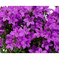 Dalmát harangvirág CAMPANULA PORTENSCHLAGIANA  BLUE CS11