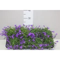 Dalmát harangvirág CAMPANULA PORTENSCHLAGIANA  BLUE CS11