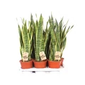 Anyósnyelv SANSEVIERIA TRIFASCIATA LAURENTII CS17