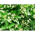 Japán kecskerágó EUONYMUS JAPONICUS HAPPINESS 20/25 CS15