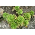 Fás kövirózsa ECHEVERIA KERÁMIÁBAN