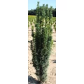 Oszlopos tiszafa TAXUS BACCATA FASTIGIATA ROBUSTA 125/150*