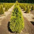 Óriás tuja THUJA PLICATA 4EVER GOLDY KÚPRA NYÍRT 60/80*