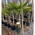 Kínai kenderpálma  CHAMAEROPS EXCELSA T60/80 K35