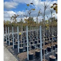 Gömb szivarfa   CATALPA BIGNONIOIDES NANA T200 6/8 K18