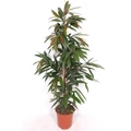 Fűzlevelű fikusz FICUS BINNENDIJKII AMSTEL KING CS27