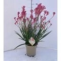 Kengurumancs ANIGOZANTHOS SZÍNEK CS17