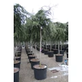 Csüngő himalájai cédrus  CEDRUS DEODARA PENDULA T200 16/18 K90