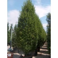 Oszlopos gyertyán   CARPINUS BETULUS PYRAMIDALIS 300/350 K70