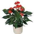 Flamingóvirág ANTHURIUM ANDRAEANUM  CS14
