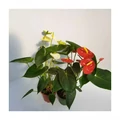 Flamingóvirág ANTHURIUM ANDRAEANUM  CS14