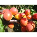 Újvidéki bőtermő kajszi Prunus armeniaca