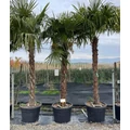 Kínai kenderpálma  CHAMAEROPS EXCELSA T230/250 K150