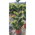 Arany lombú leyland ciprus CUPRESSOCYPARIS LEYLANDII GOLD RIDER BONSAI 120/140 K20