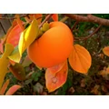 Japán datolyaszilva DIOSPYROS KAKI VANIGLIA T1/2 FL