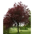 Vérszilva PRUNUS CERASIFERA NIGRA 200/250*