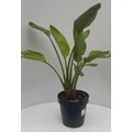 Papagájvirág   STRELITZIA REGINAE K9